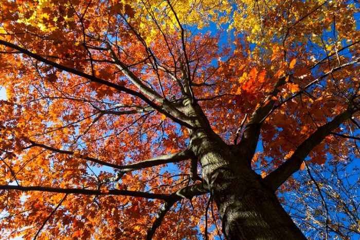 Tree displaying Fall leaves